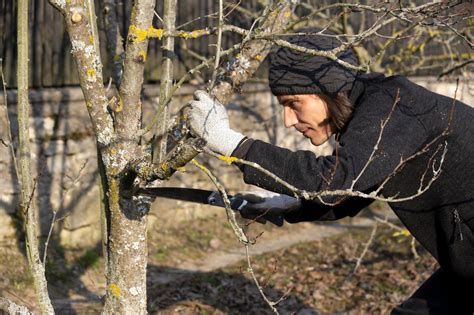 A Comprehensive Guide To Pruning Tree Roots