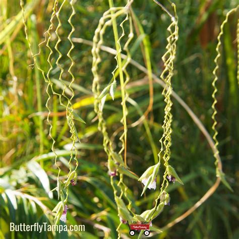 Alligator Flag Thalia Geniculata Little Red Wagon Native Nursery