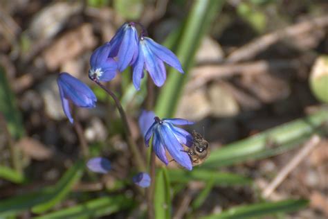 Cebulica Siberian Scilla Siberica - Free photo on Pixabay - Pixabay