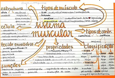 Sistema Muscular Mapa Mental - 6
