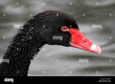 Cygnes tirés sur toute la longueur Banque de photographies et dimages