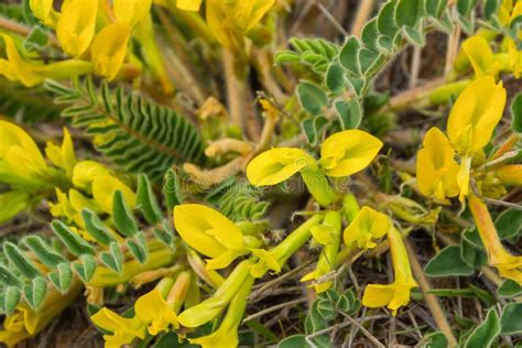 Yellow Astragalus Exscapus Flowers In Himalaya Stock Image Image Of