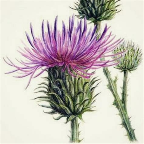 Репейник рисунок (46 фото)