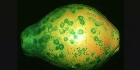 Papaya Ringspot Greenlife 2025 Update