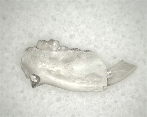 Nebraska Oligocene Eumys Rodent Jaw 11a For Sale