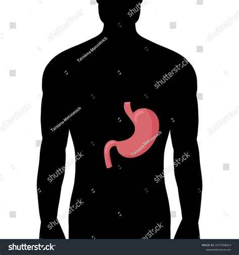 Human Stomach Anatomy Silhouette Male Body Stock Vector Royalty Free