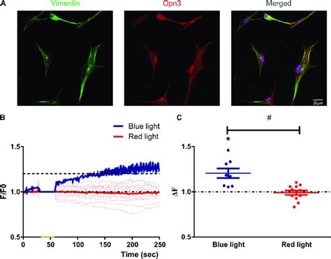 Müller glial cells express blue light sensitive opsins and display