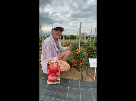Штамбовый урожайный томат🍅Ранняя Пташка ПОИСК | УСАДЬБА-СЕМЕНА - YouTube