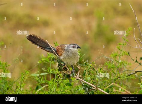 Beautiful Colorful Birds In The Tsavo East Tsavo West And Amboseli