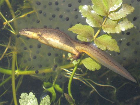 Common Newt Facts and Pictures