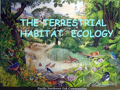 The terrestrial habitat