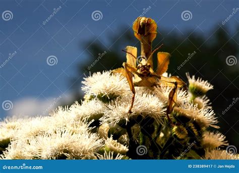 Extatosoma Tiaratum Commonly Known As The Spiny Leaf Insect The Giant