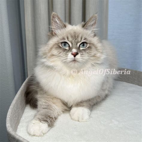 Available Kittens - Angel Of Siberia