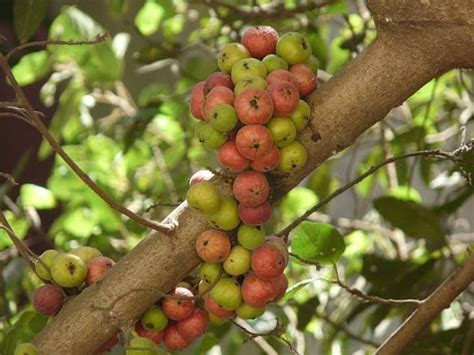 Ayurveda Initiative For Global Health Udumbara Or Umbar Tree Or