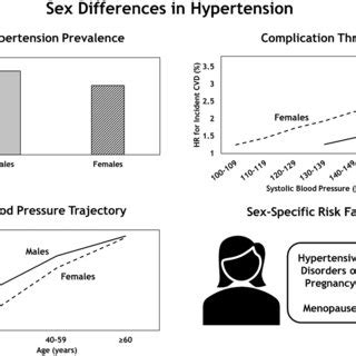 Sex Differences In Hypertension There Is Sexual Dimorphism In