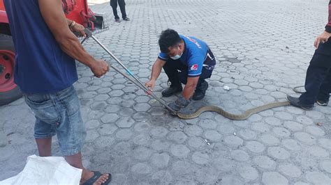 Ular Kobra Sepanjang 3 Meter Masuk Warung Warga Tabengan Online