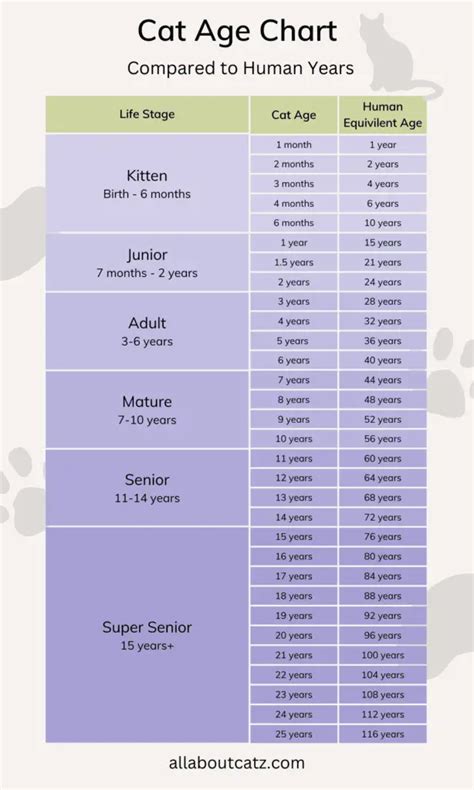 Cat Age Chart (in Human Years)