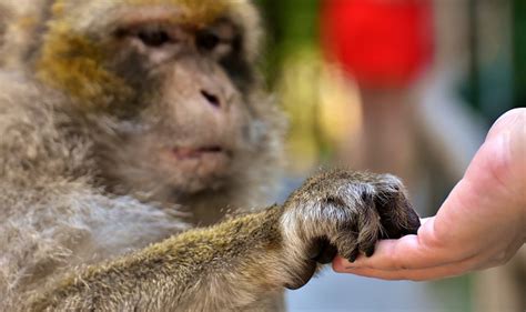 Barbary Macaque Feed Threatend Free Photo On Pixabay Pixabay