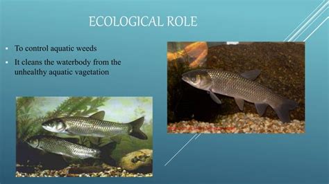 Grass Carp Ppt