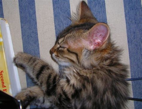 Забавный котик (7 фото) » Невседома