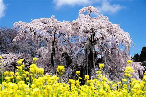 三春の滝桜 福島県 No 28917254｜写真素材なら「写真ac」無料（フリー）ダウンロードok