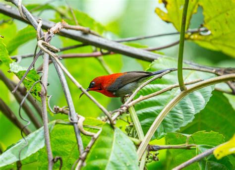 Burung Madu Sepah Raja Foto Stok Potret And Gambar Bebas Royalti Istock