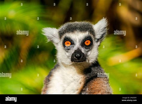 Ring Tailed Lemur Lemur Catta Endangered Strepsirrhine Primate