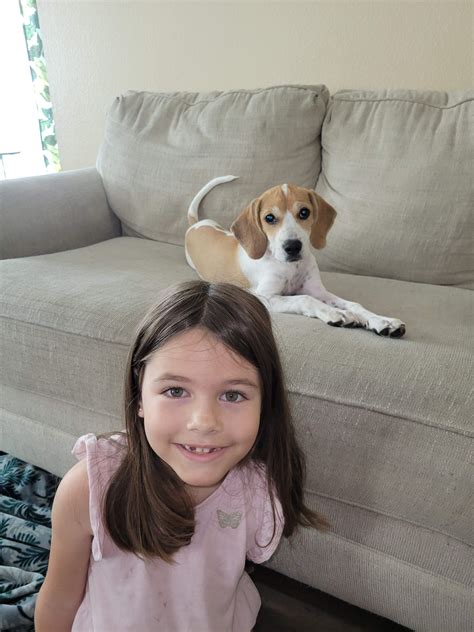 Updated DNA test for our girl! : r/beagle
