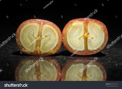 Coffee Cherry Cross Section Stock Photo 552957115 Shutterstock