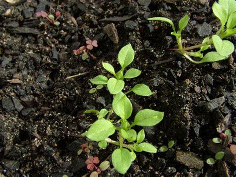 Звездчатка: посадка и уход в открытом грунте, лечебные свойства