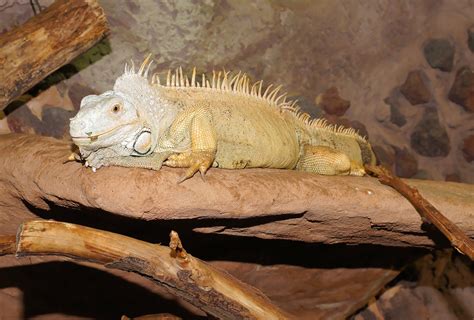 Fotos Gratis Rock Fauna Silvestre Reptil Escala Iguana Lagartija