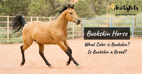 Buckskin Horse What Color Is Buckskin Is Buckskin A Breed Amity Pets