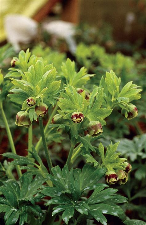 Helleborus vesicarius | Flowers perennials, Horticulture, Lenten rose