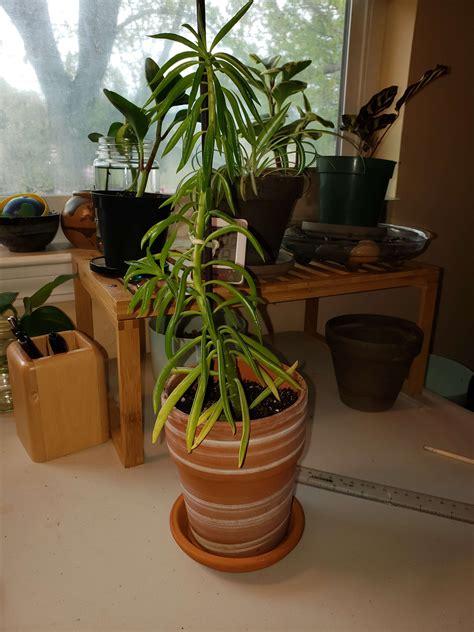 Happy Bean Peperomia propagation? : r/peperomia