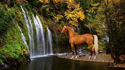 Обои на рабочий стол с лошадьми - фото и картинки abrakadabra.fun