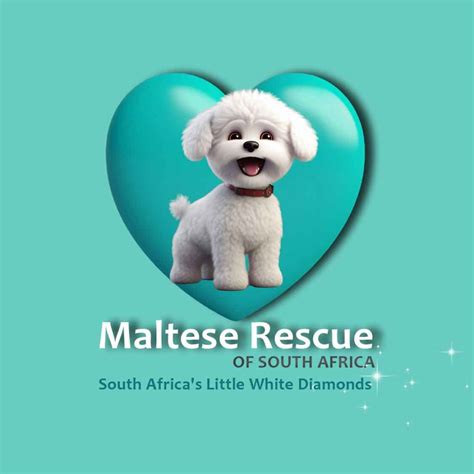 117 Already Adopted Kwazulu Natal Umhlanga Adopt Maltese Solo