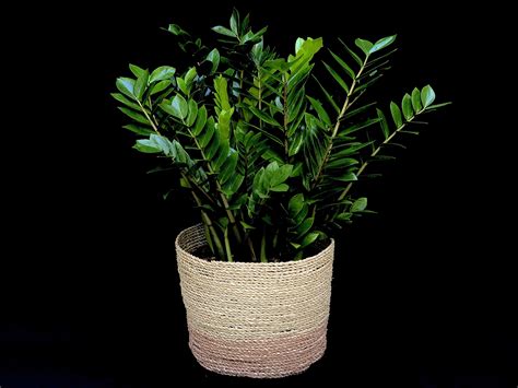 Zamioculcas Zamiifolia (ZZ) by Gazebo Gardens