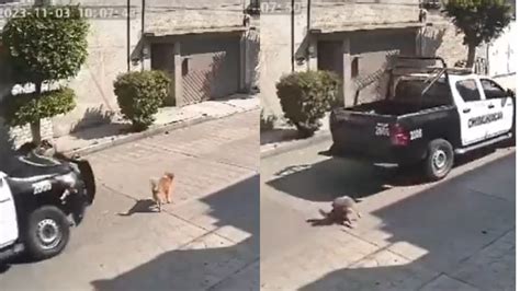 Separan De Su Cargo A Polic As Que Atropellaron A Perrito