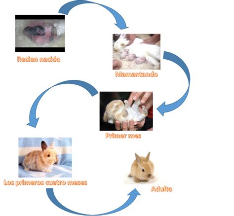 Evolucion De Los Conejos Porn Sex Picture