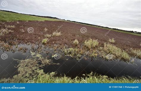 Cranberry Bog Stock Photo Image Of Dieting Circle Breakfast 17491768