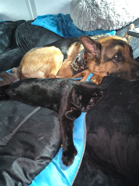 German Shepherd Community | Hey guys I can really use some help..