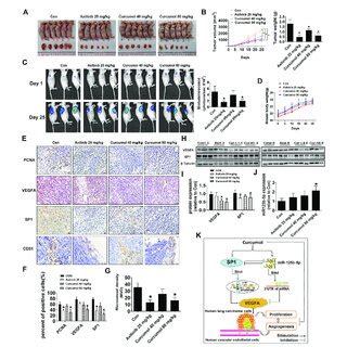 Curcumol Reduced Tumor Burden And MVD Of Nude Mice A B Mice N 6