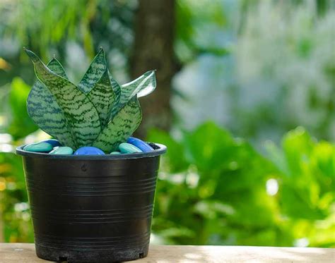 grow  care  snake plants indoors