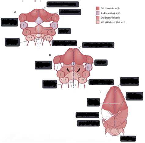 FORMATION OF TONGUE Diagram | Quizlet