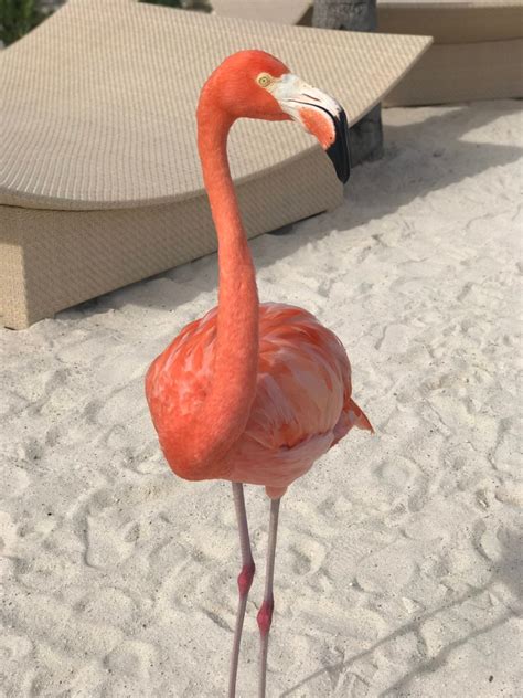 How to Visit Flamingo Beach - Planes, Trains and Champagne