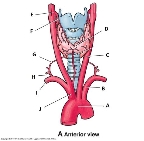 Thyroid Gland Vasculature Diagram Diagram Quizlet