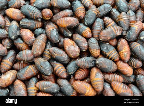 Edible Insect Pupae For Sale At A Street Market In Yantai Shandong