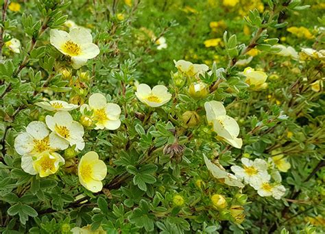 Primrose Beauty Potentilla Fruticosa