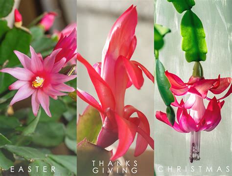 How To Grow Holiday Cactus Easter Thanksgiving And Christmas