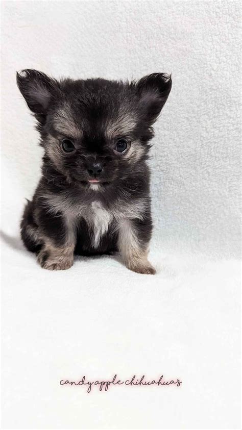 Chihuahua Puppies For Sale In Washington